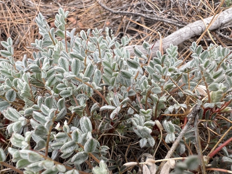 Astragalus cymbostegis photo 2