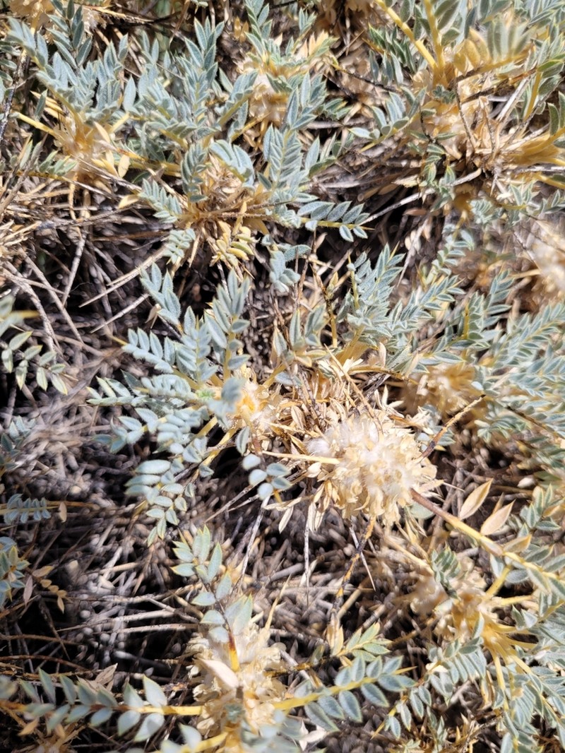 Astragalus cymbostegis photo 3