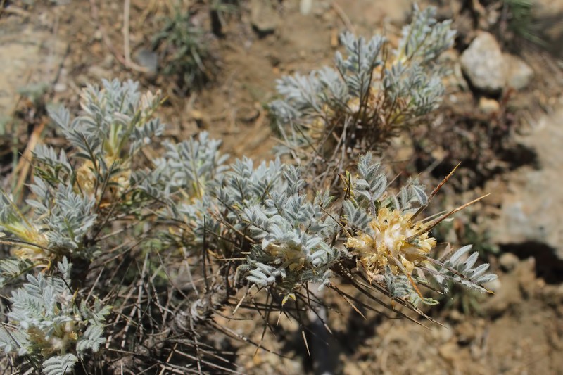Astragalus cymbostegis photo 4