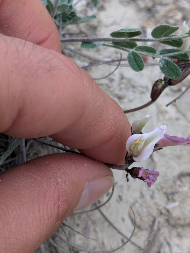 Astragalus cyprius photo 4