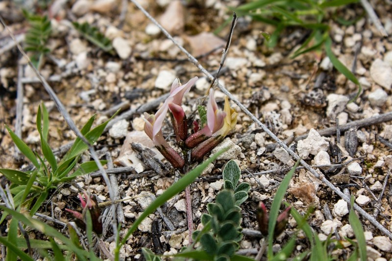 Astragalus cyprius photo 5