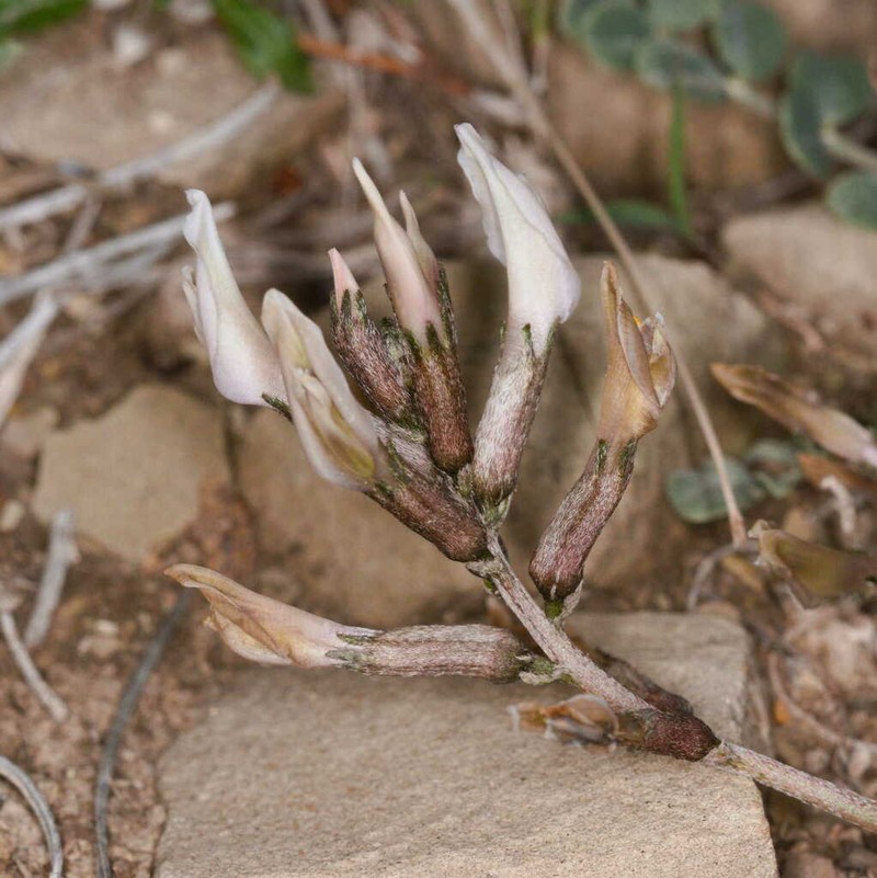 Astragalus cyprius photo 6
