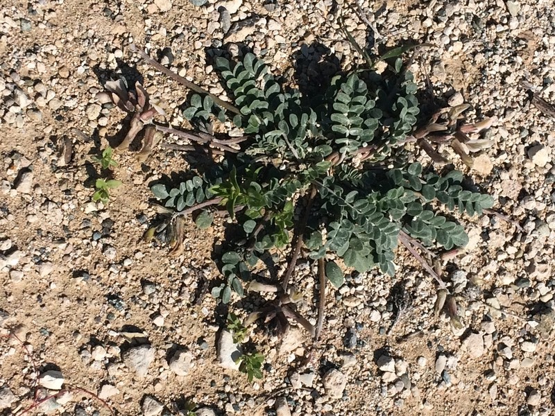 Astragalus cyprius photo 7