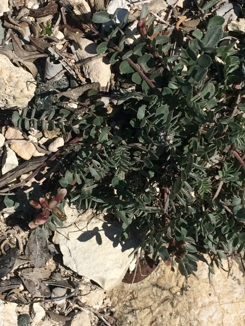 Astragalus cyprius photo 8