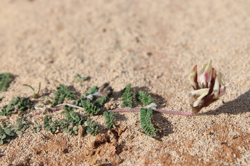 Astragalus cyprius