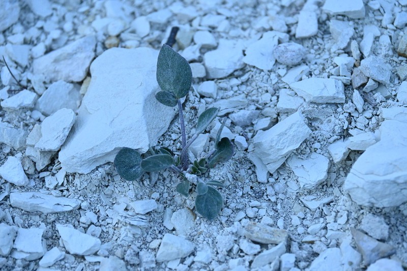 Astragalus cyprius photo 2