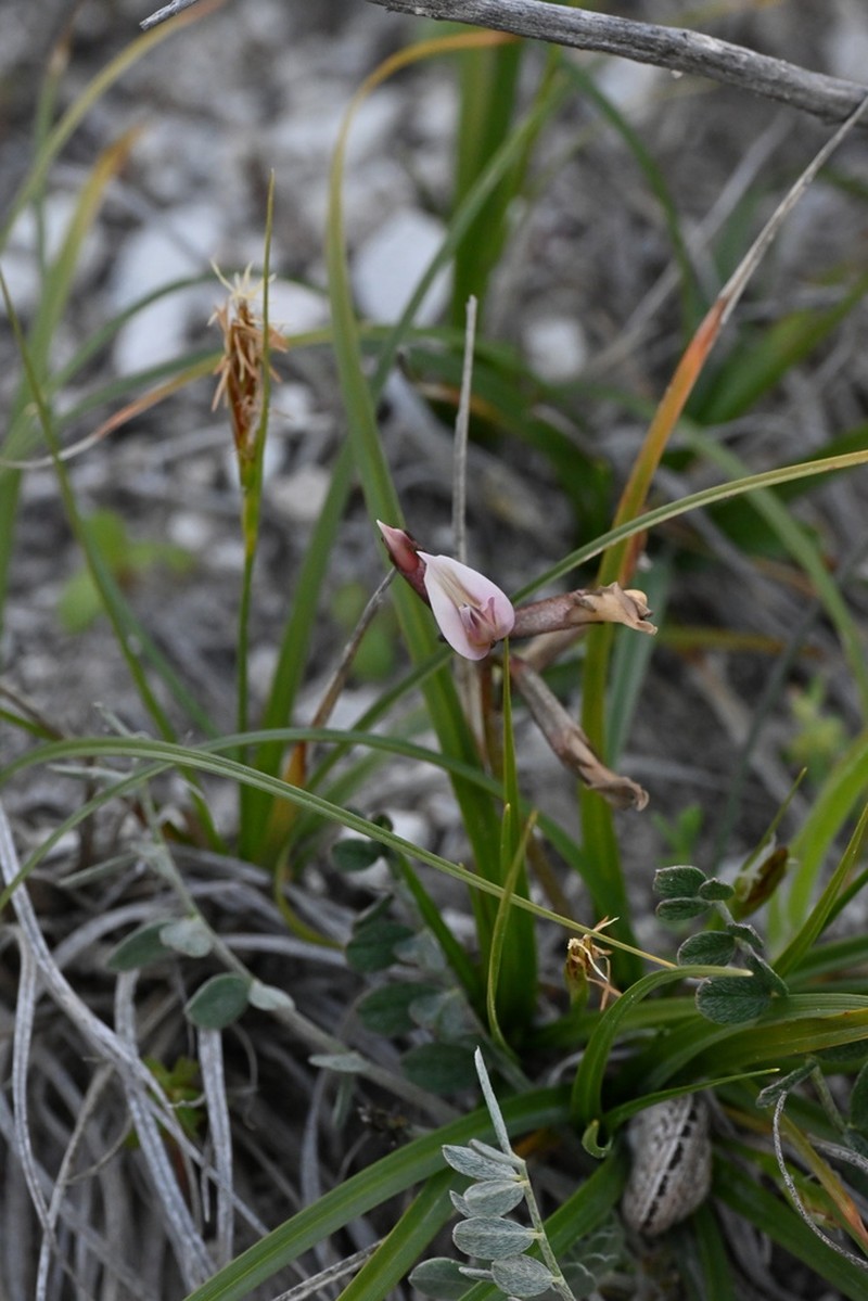 Astragalus cyprius photo 3