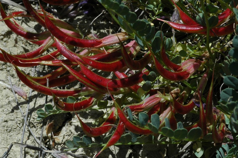 Astragalus cyri photo 3