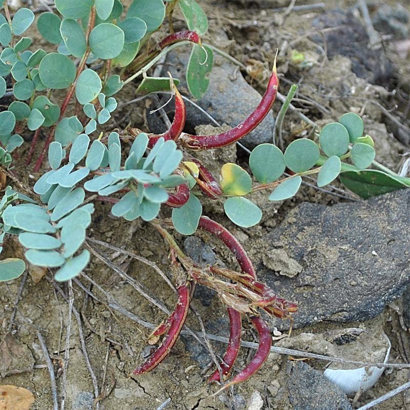 Astragalus cyri photo 4