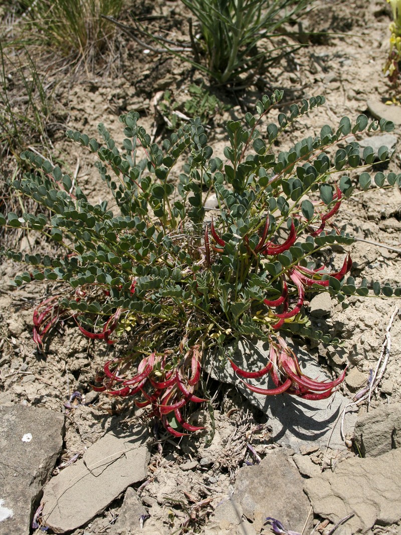 Astragalus cyri photo 5