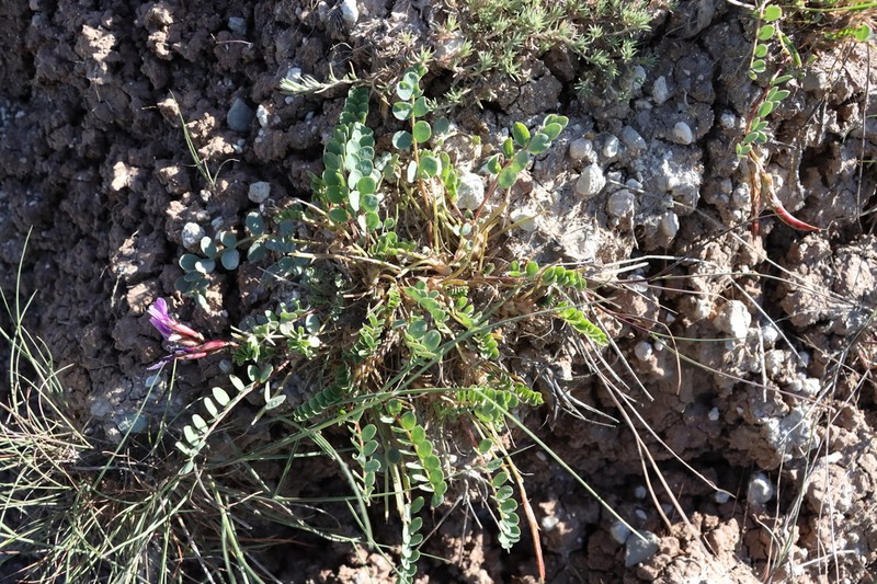 Astragalus cyri photo 6