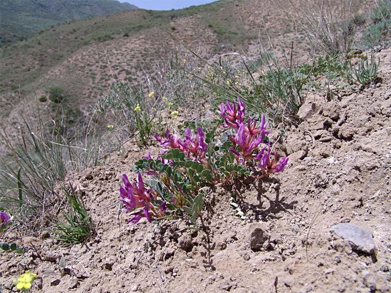 Astragalus cyri photo 8