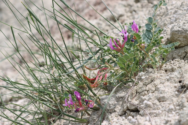 Astragalus cyri photo 2