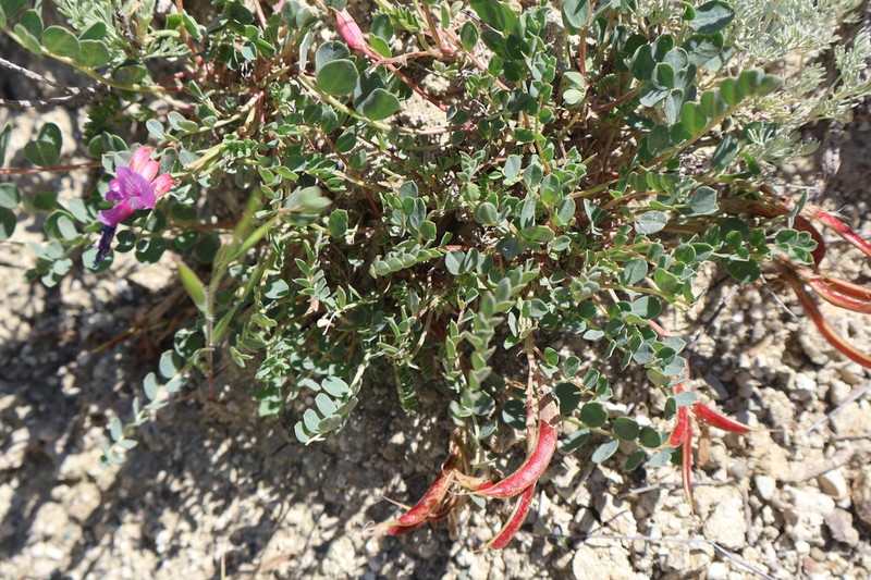 Astragalus cyri photo 3