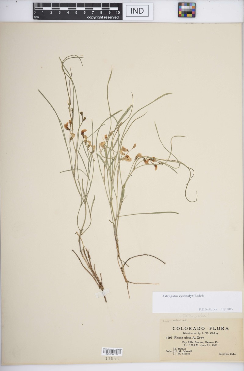 Astragalus cysticalyx photo 2