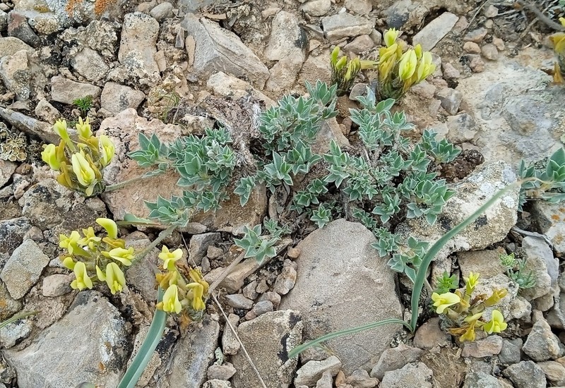 Astragalus cytisoides