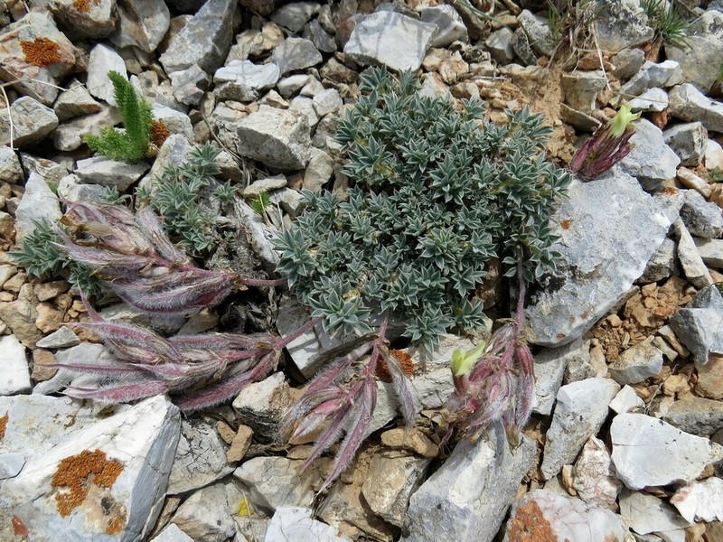Astragalus cytisoides photo 2