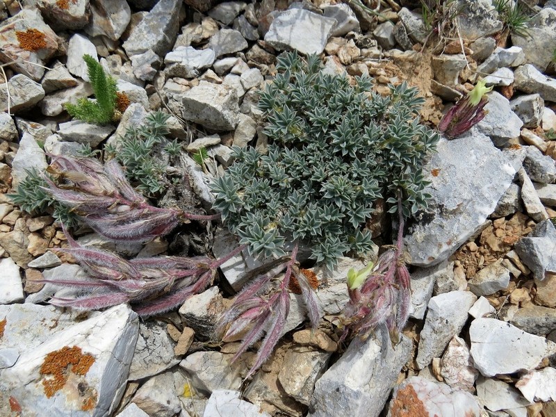 Astragalus cytisoides photo 4