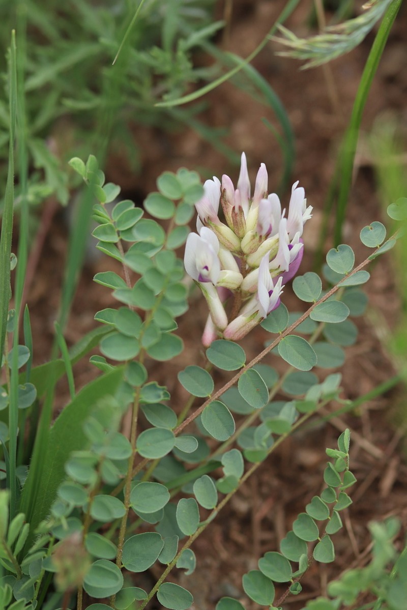 Astragalus czorochensis