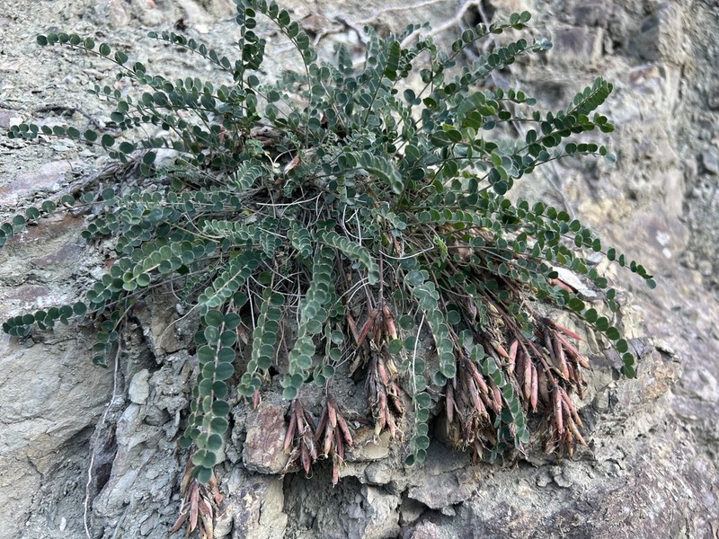 Astragalus czorochensis photo 2