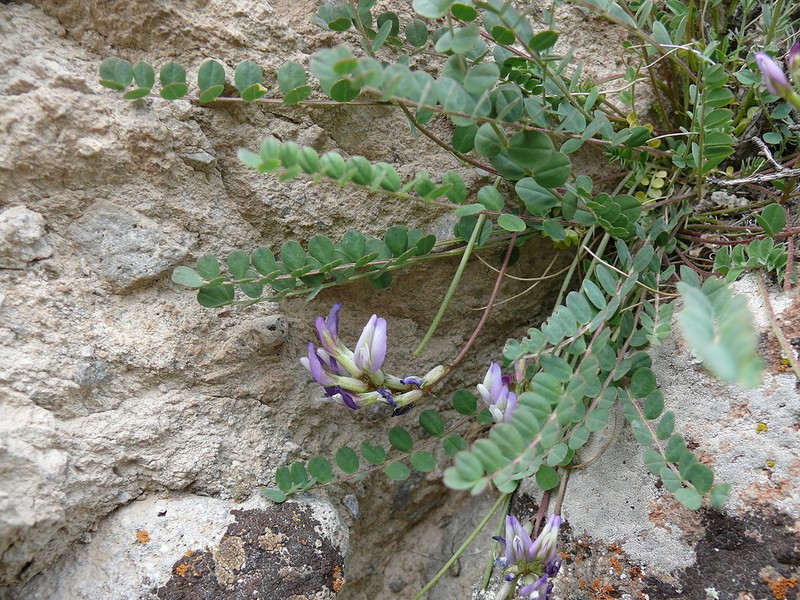 Astragalus czorochensis photo 3