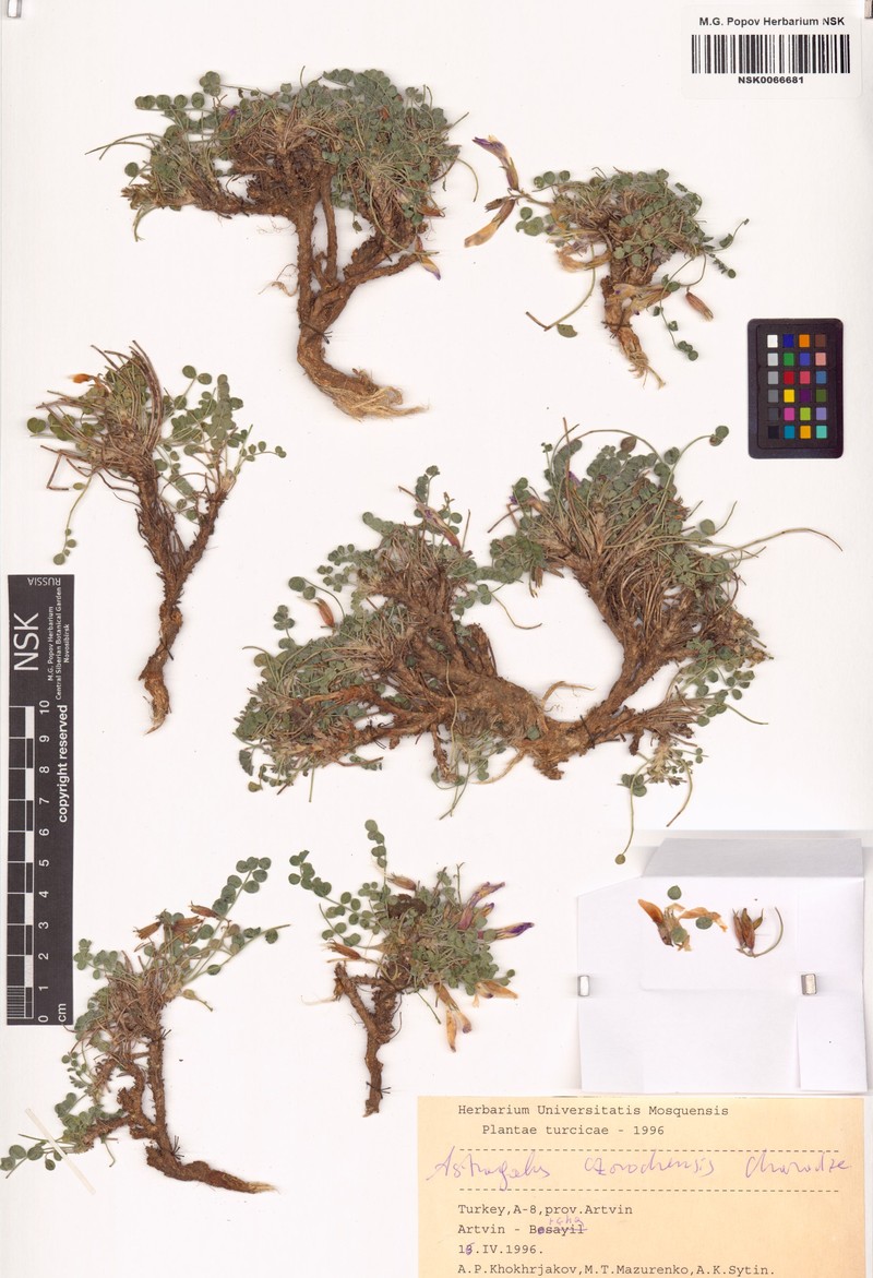 Astragalus czorochensis photo 5