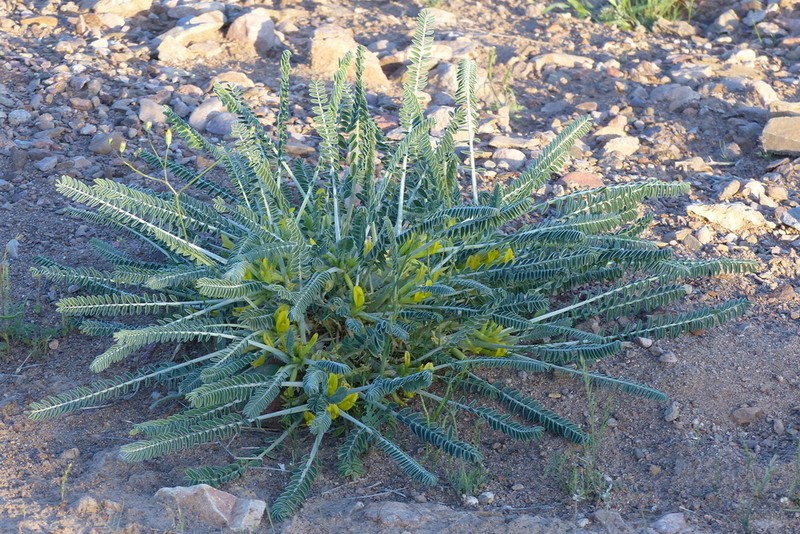 Astragalus dactylocarpus photo 3