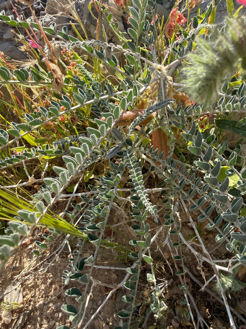 Astragalus dactylocarpus photo 4