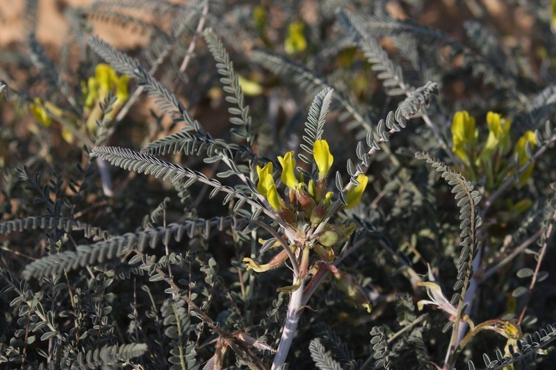 Astragalus dactylocarpus photo 5
