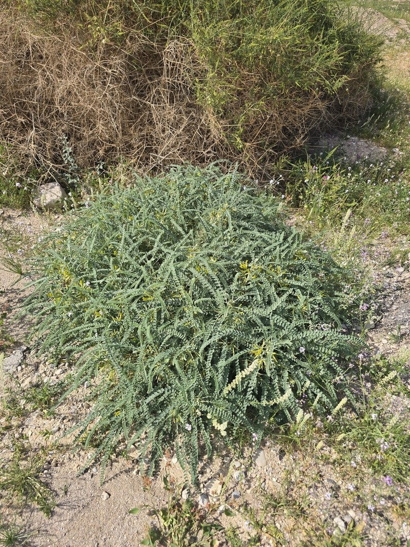 Astragalus dactylocarpus photo 6