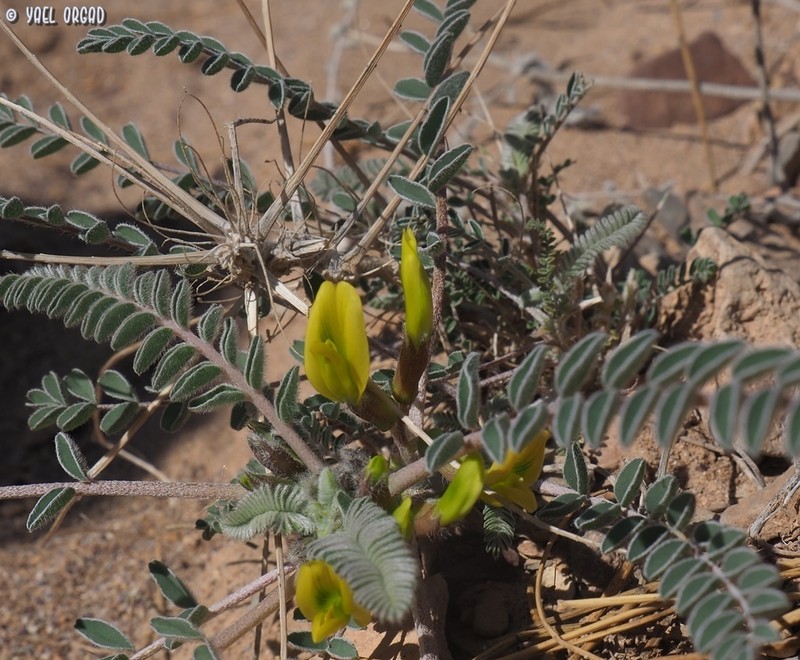 Astragalus dactylocarpus photo 7