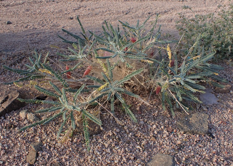 Astragalus dactylocarpus