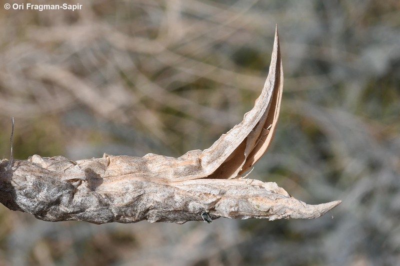 Astragalus dactylocarpus photo 2