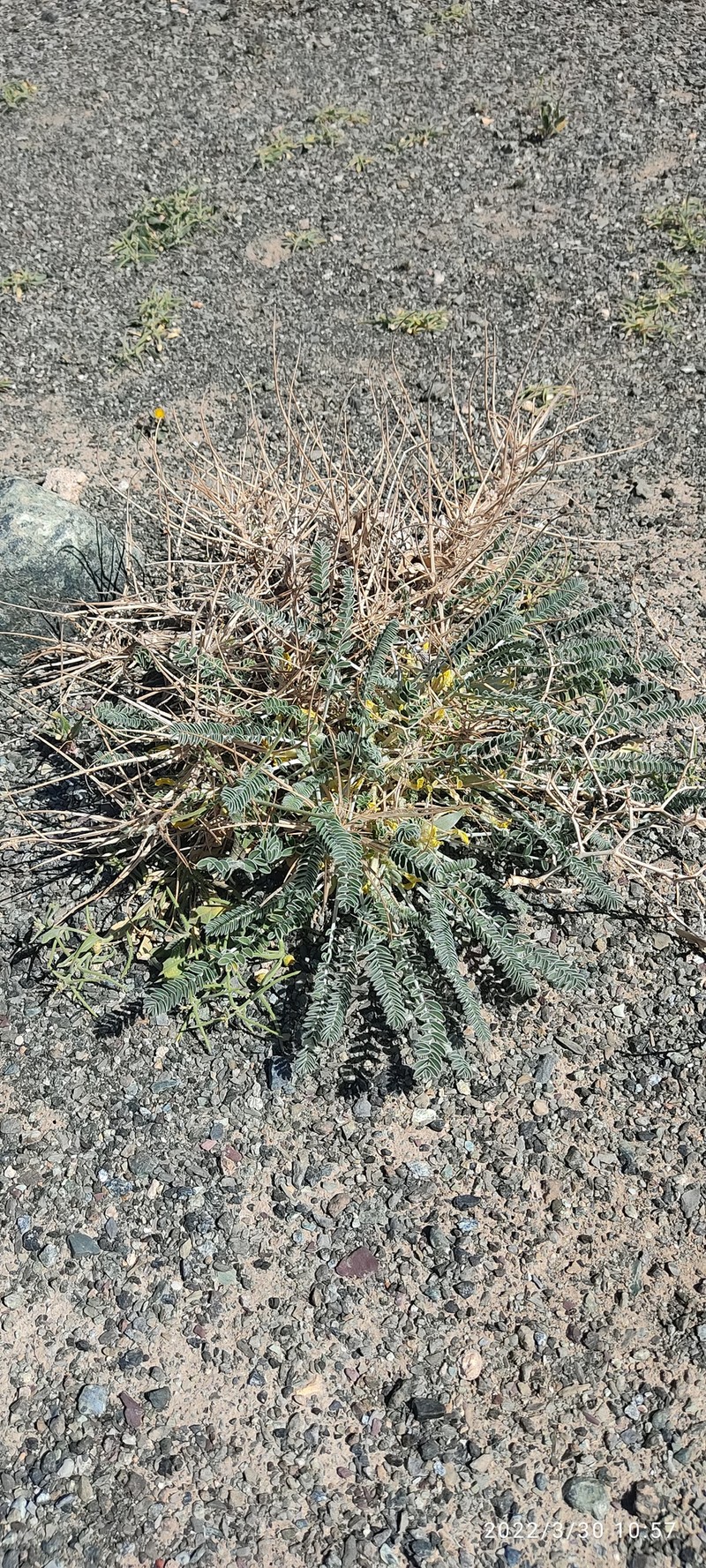 Astragalus dactylocarpus subsp. acinacifer