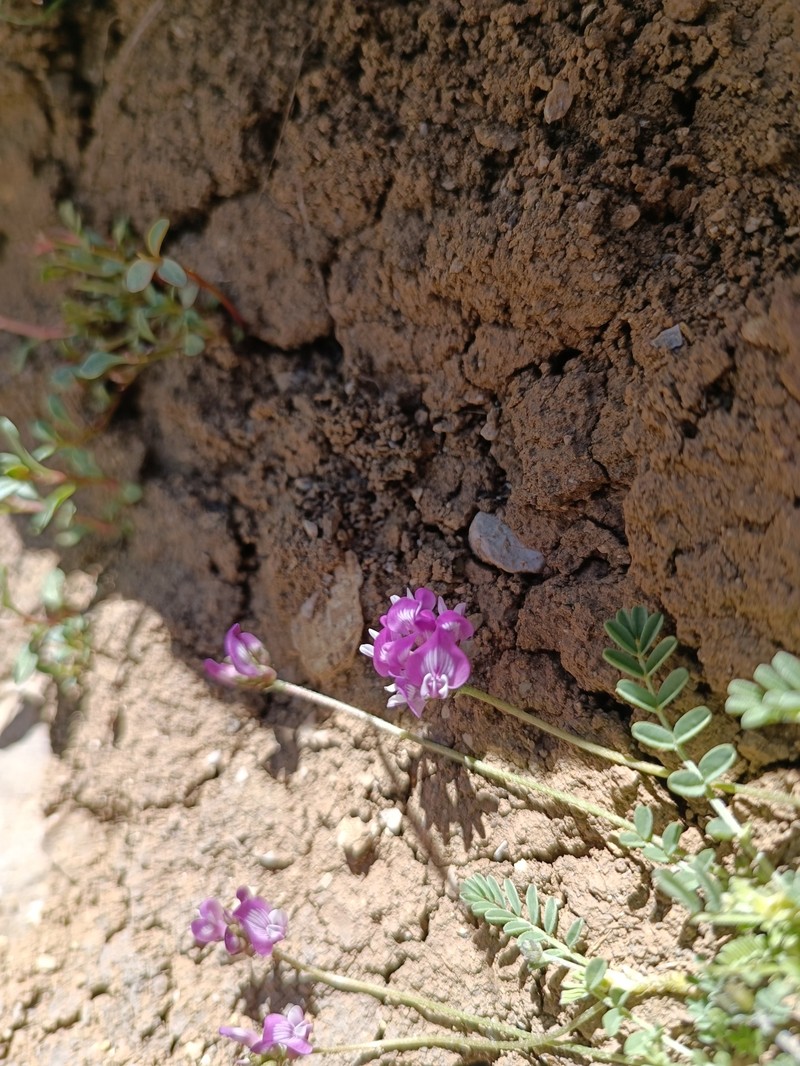 Astragalus daenensis photo 2