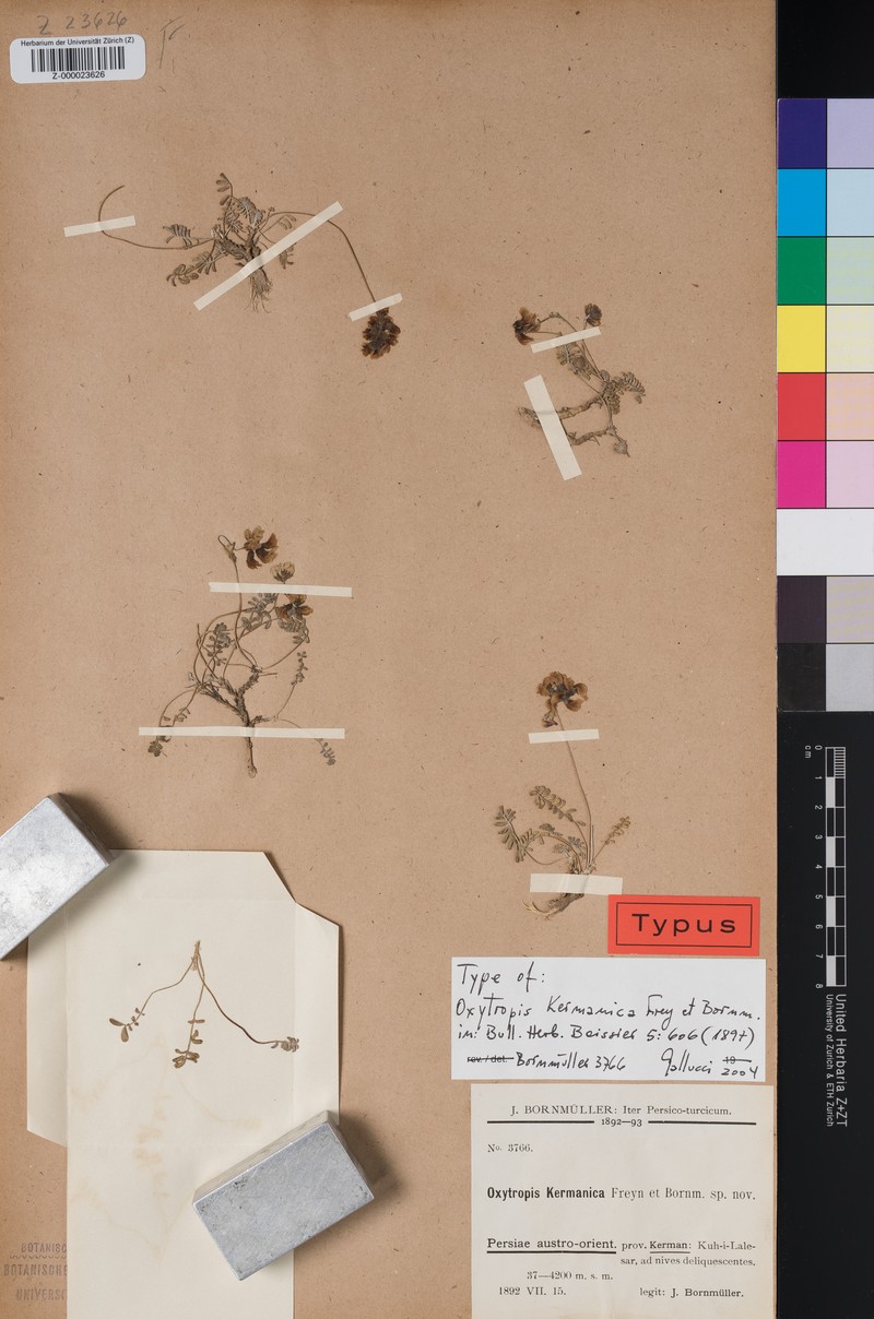 Astragalus daenensis photo 3