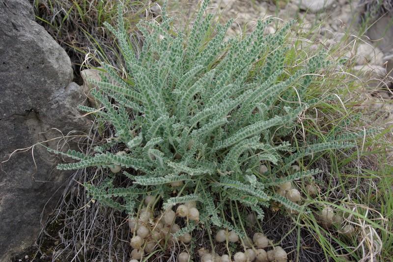 Astragalus daghestanicus photo 2