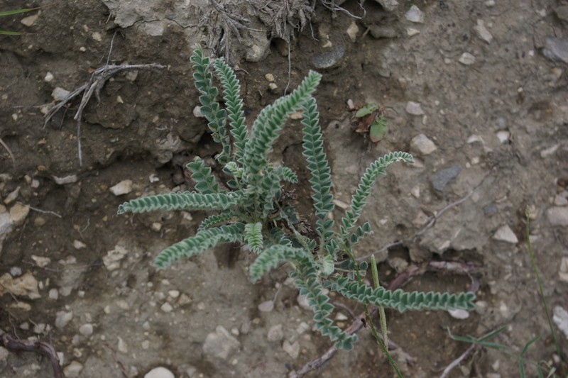 Astragalus daghestanicus photo 3