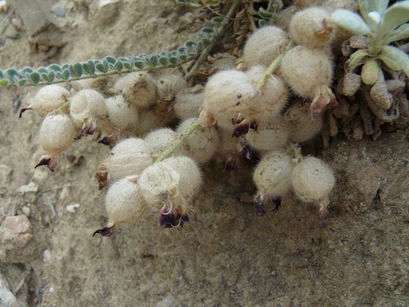 Astragalus daghestanicus photo 4