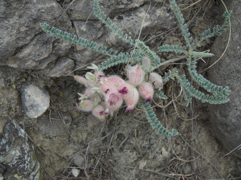 Astragalus daghestanicus photo 5