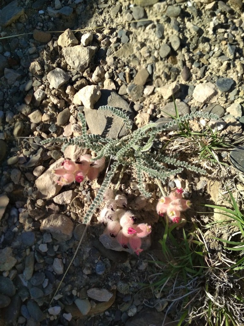 Astragalus daghestanicus photo 6