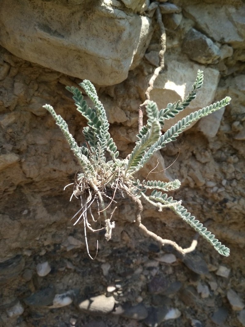 Astragalus daghestanicus photo 7