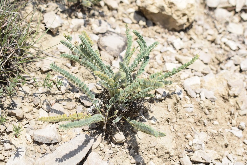 Astragalus daghestanicus photo 8