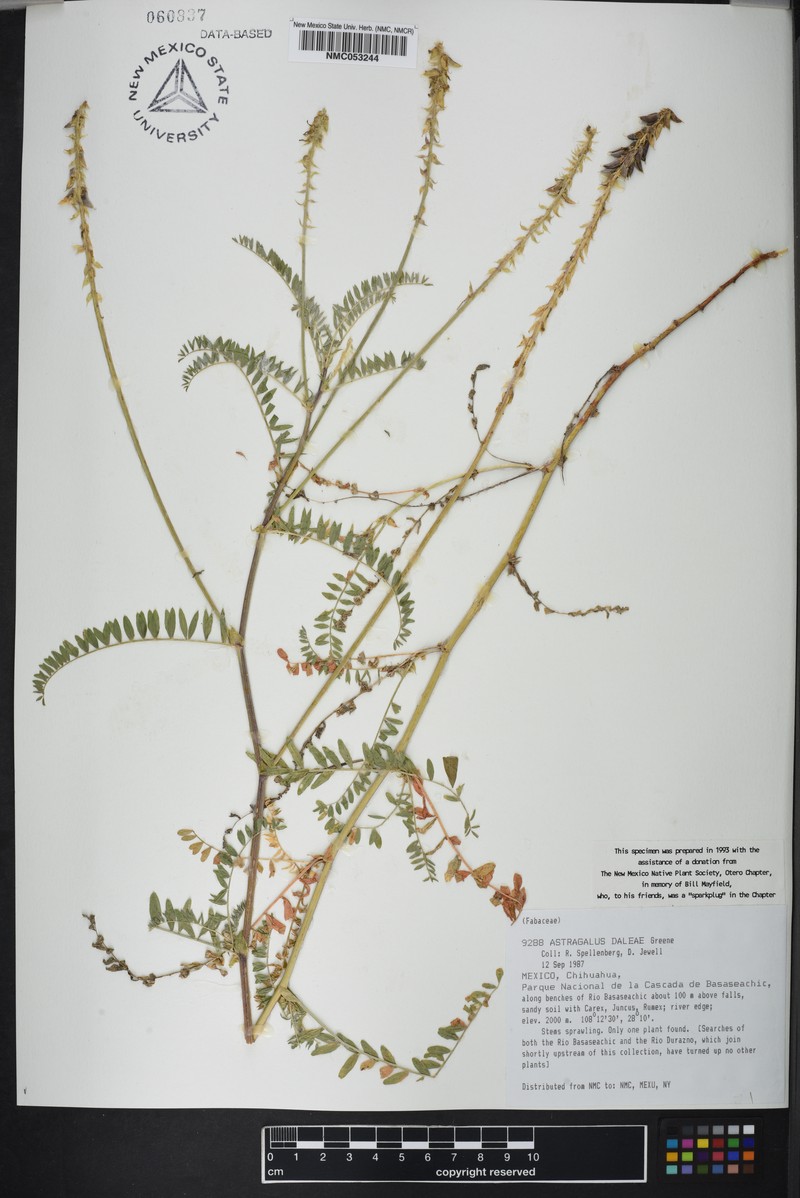 Astragalus daleae