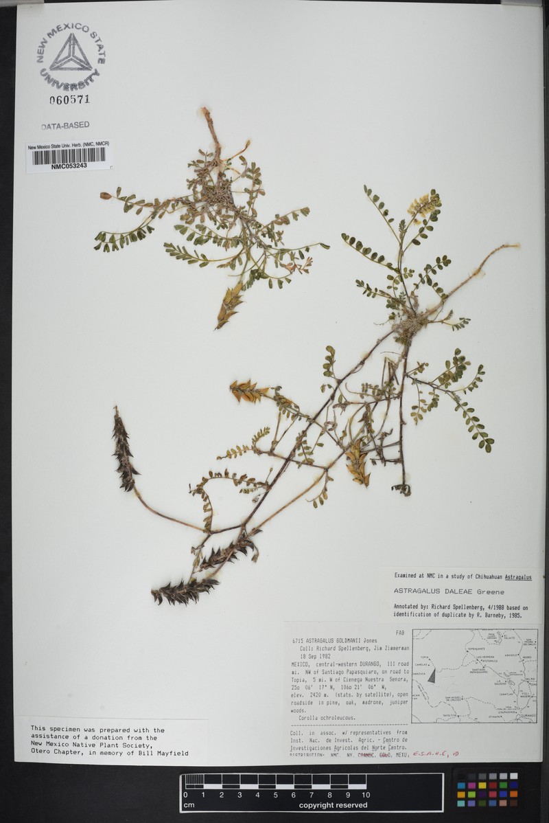 Astragalus daleae photo 2