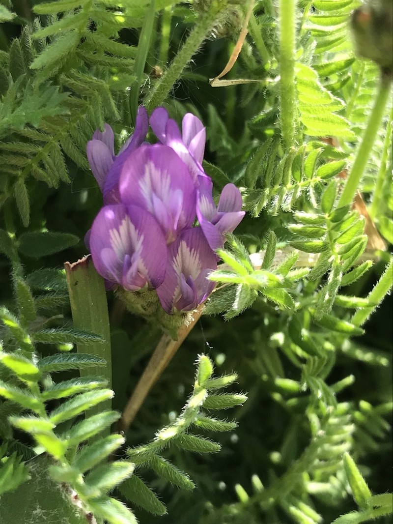 Astragalus danicus photo 4