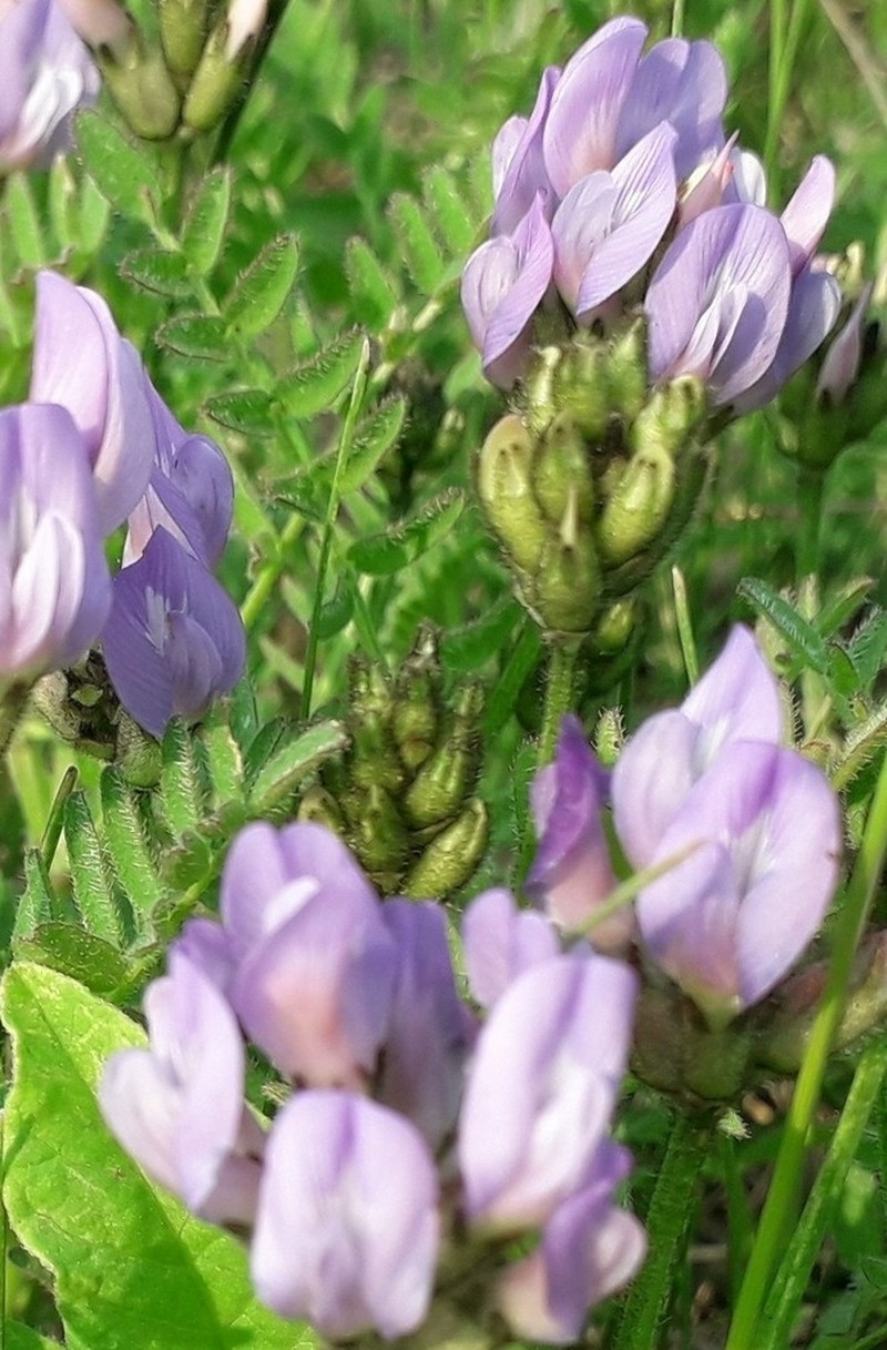 Astragalus danicus photo 5