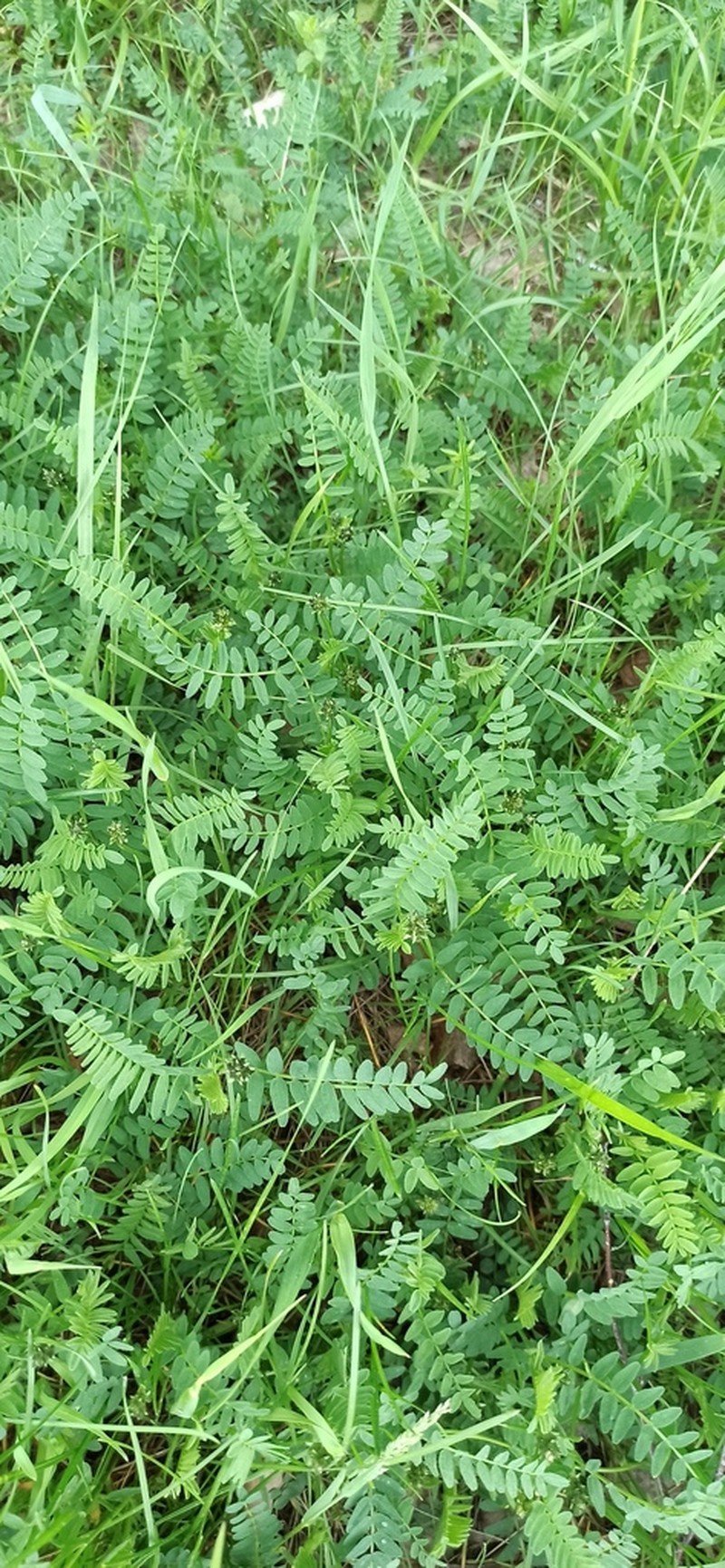 Astragalus danicus photo 6