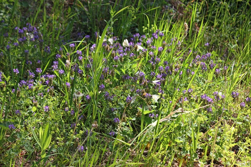 Astragalus danicus photo 7