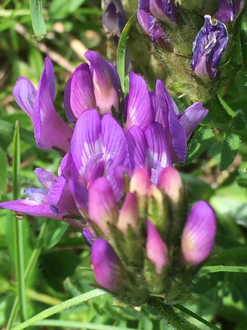 Astragalus danicus photo 2